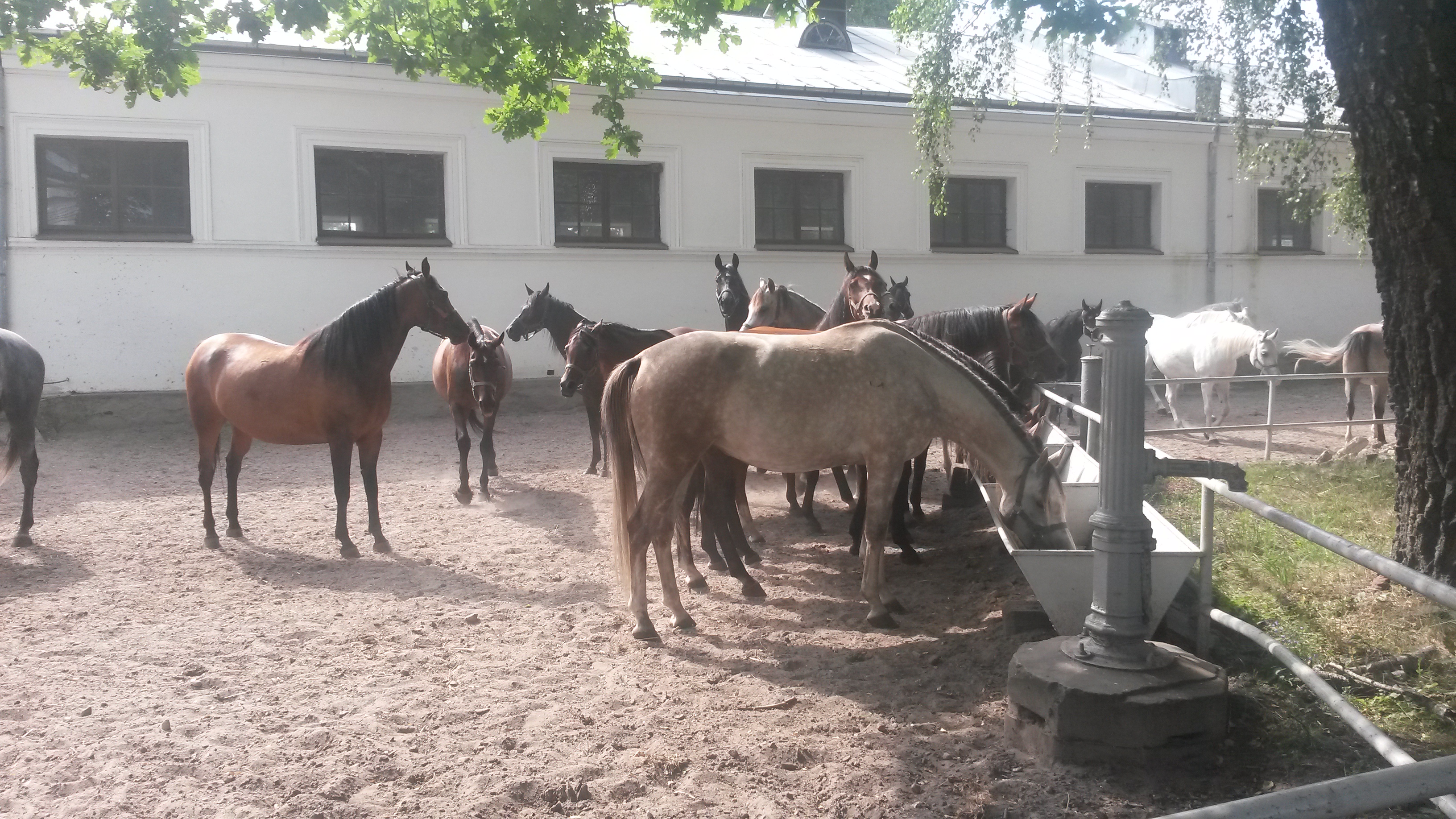 files/theme/images/Pologne/pologne 2014/8Le magnifique haras de Janow Podlaski.jpg